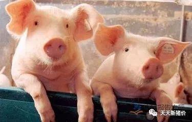 十一月份猪价爆料最新,供需博弈下的市场新动向”